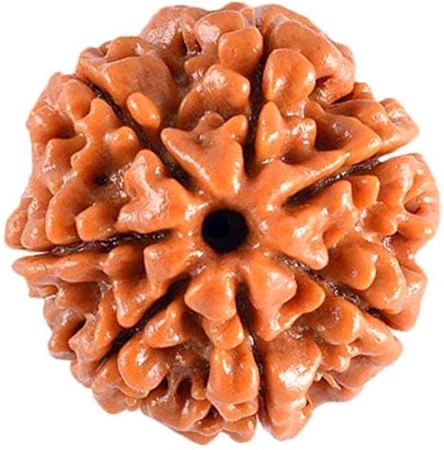 7 Mukhi Rudraksha